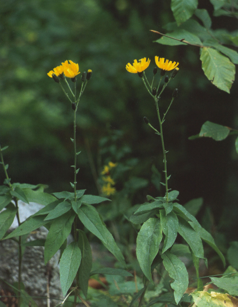 long-leaved hawkweed