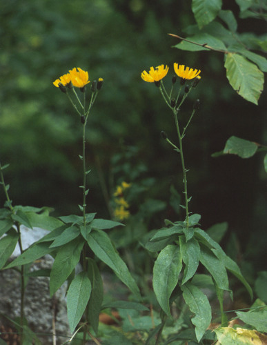 long-leaved hawkweed (Hieracium virgultorum)