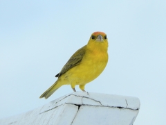 Sicalis columbiana
