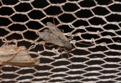 Polypedilum nubiferum