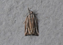 Archips strianus