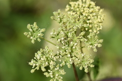 Thaspium chapmanii