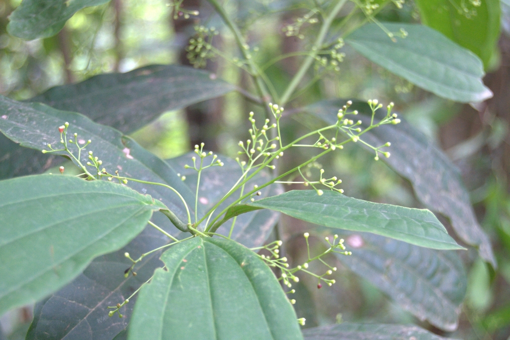 Aiouea neurophylla