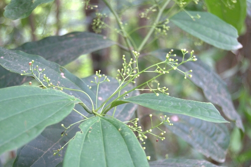 Aiouea neurophylla image