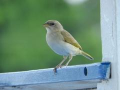 Sicalis columbiana