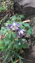 Aquilegia coerulea
