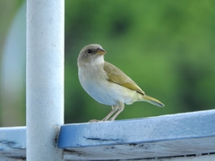 Sicalis columbiana