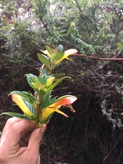Columnea magnifica
