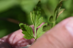 Thaspium chapmanii