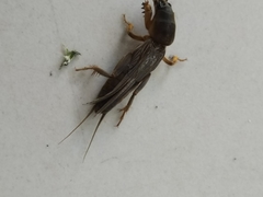 Gryllotalpa orientalis