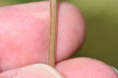 Thaspium chapmanii