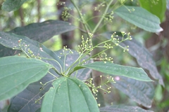 Aiouea neurophylla