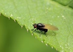 Minettia longipennis