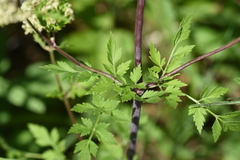 Thaspium chapmanii