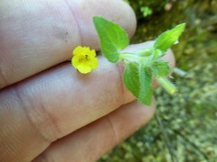 Erythranthe floribunda