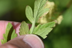 Thaspium chapmanii
