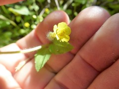 Erythranthe floribunda