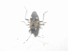 Panaorus csikii