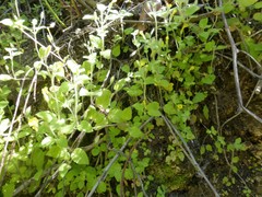 Erythranthe floribunda
