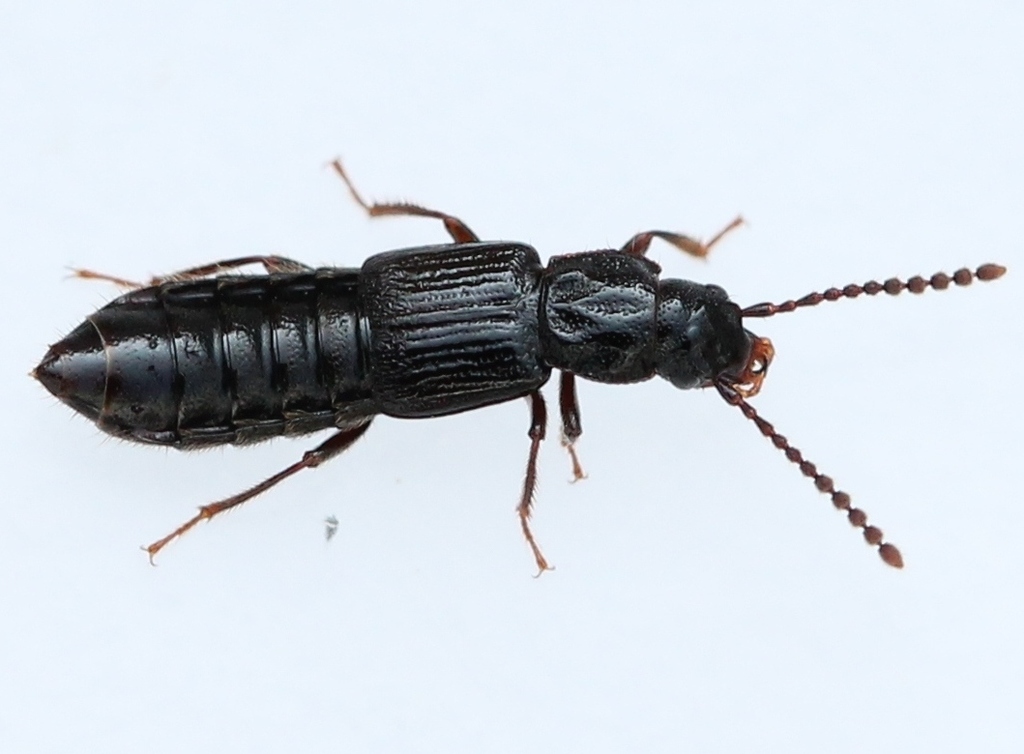 Coprophilini