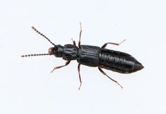 Coprophilus striatulus