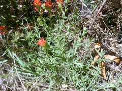 Castilleja martini martini