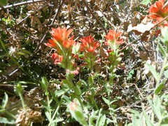 Castilleja martini martini