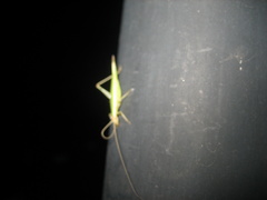 Oecanthus euryelytra