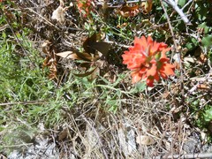 Castilleja martini martini
