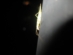 Oecanthus euryelytra