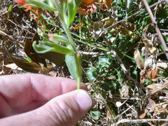 Castilleja martini martini