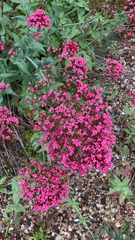 Centranthus ruber