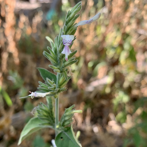 Hypoestes forskaolii image