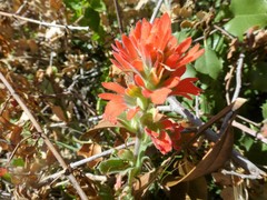 Castilleja martini martini