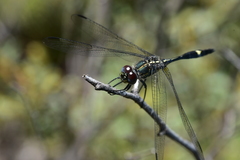 Zygonoides lachesis