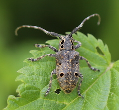 Mesosa curculionoides
