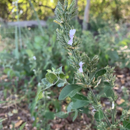 Hypoestes forskaolii image