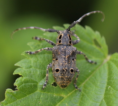 Mesosa curculionoides