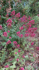 Centranthus ruber