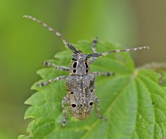 Mesosa curculionoides