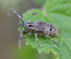 Mesosa curculionoides