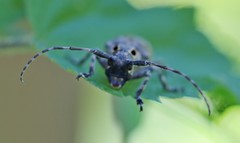 Mesosa curculionoides