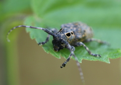 Mesosa curculionoides