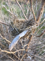 Malurus cyaneus