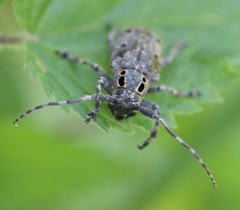 Mesosa curculionoides