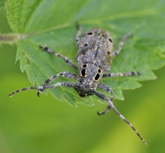 Mesosa curculionoides