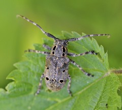 Mesosa curculionoides