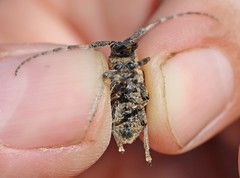 Mesosa curculionoides