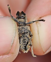 Mesosa curculionoides