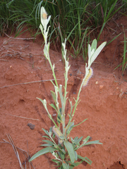 Chenopodium desiccatum leptophylloides